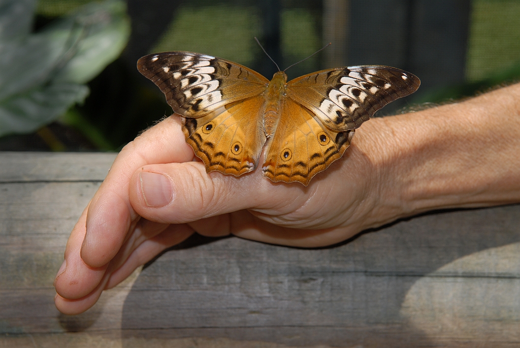0681 Butterfly Sanctuary Kuranda.jpg